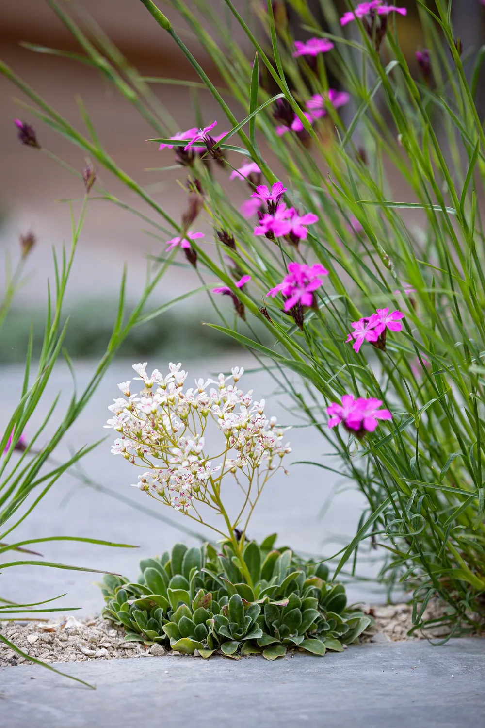 entretien jardin langrolay sur rance